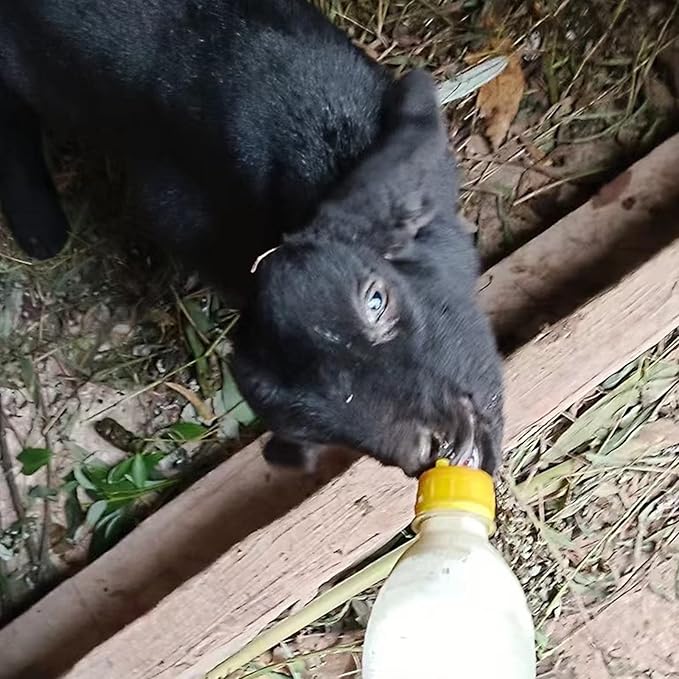 Baby Goat Nipple, 20 Pieces Goat Lamb Teat Feeder Bottle Topper Feeding,Soft Rubber Goat Milk Drinking Nipple for Nursing Lambs,Puppy (Yellow, 20 Pieces)